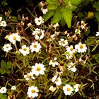 Mutterkraut (Tanacetum parthenium)