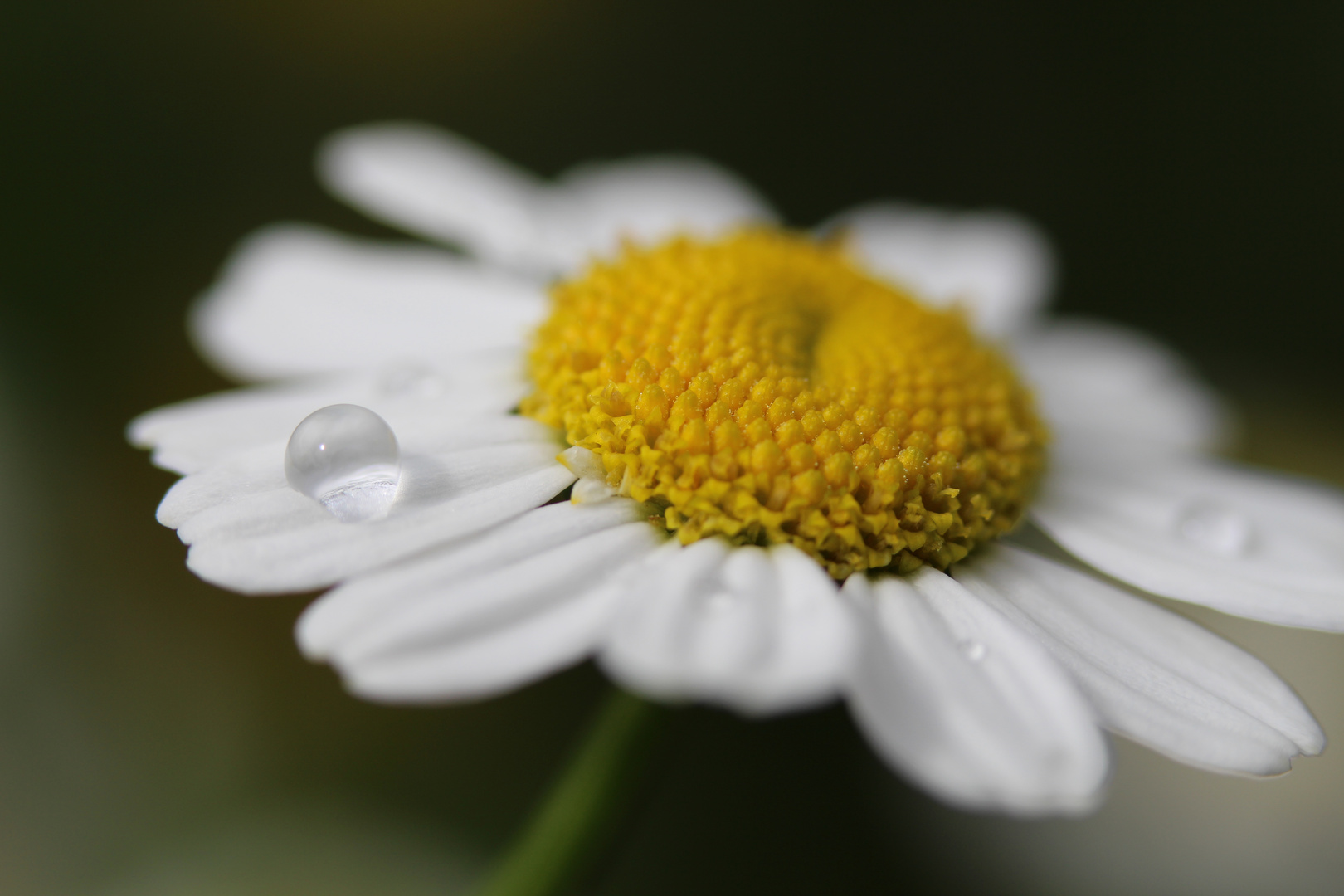 Mutterkraut (Tanacetum parthenium)