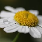 Mutterkraut (Tanacetum parthenium)