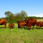 Mutterkuh-Herde der Rasse Rotes Höhenvieh (Harzer, Vogtländer,Vogelsberger Rotvieh)