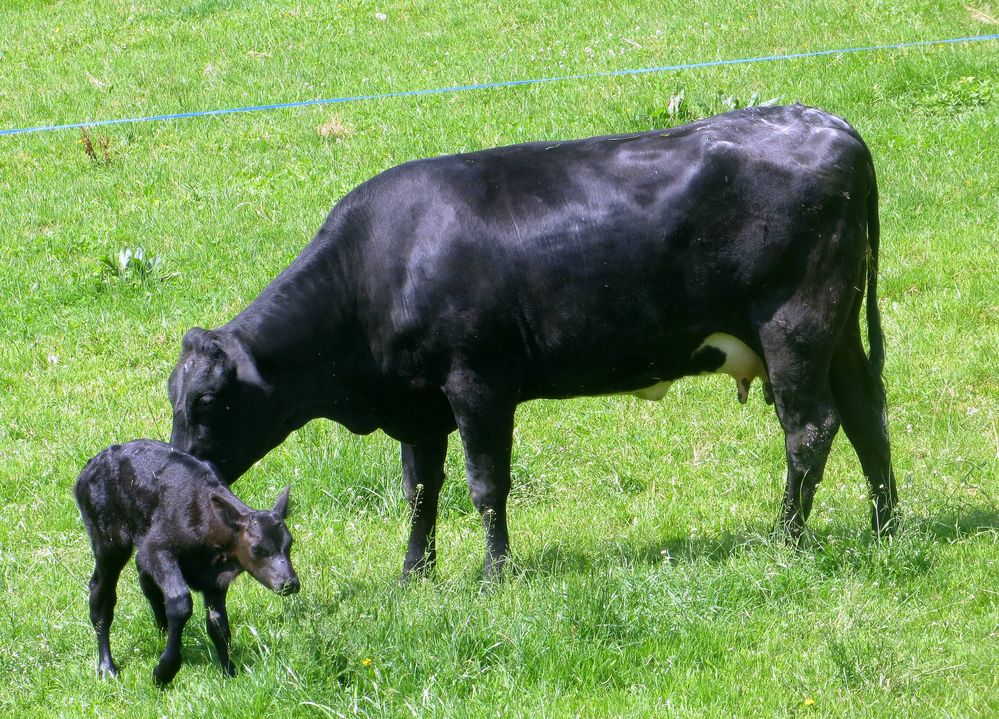 Mutterkuh & Kälbchen ...