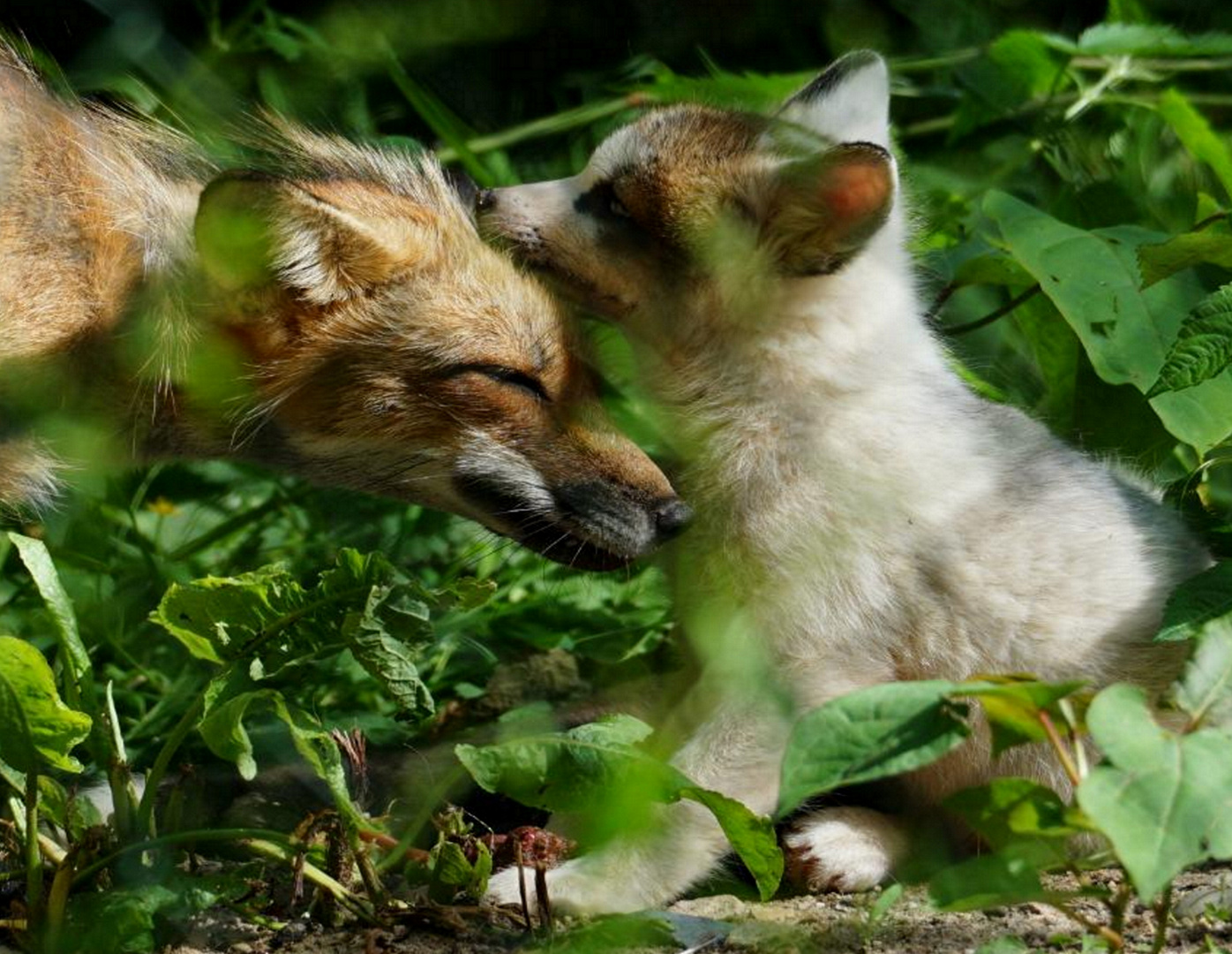 Mutterliebe: Auch Wölfe können zärtlich sein