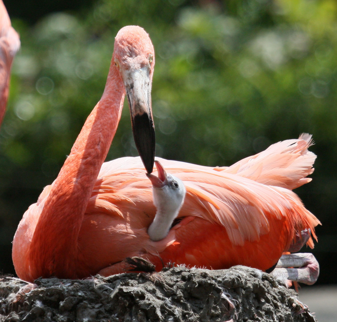 Mutterliebe bei Flamingos