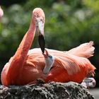 Mutterliebe bei Flamingos