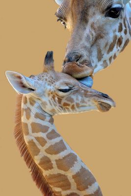 Mutterliebe beim 1 Wochen alten Baby