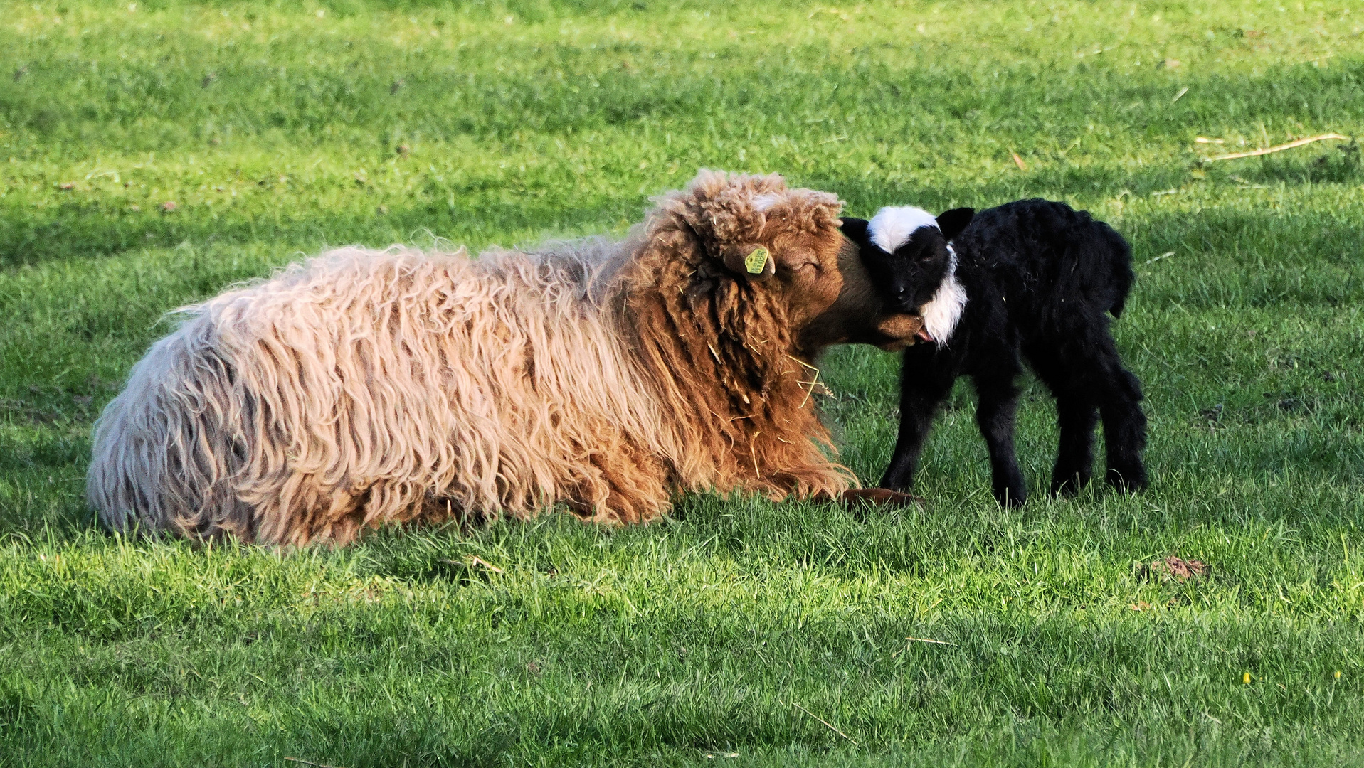 Mutterliebe Foto & Bild fotos, natur, tiere Bilder auf