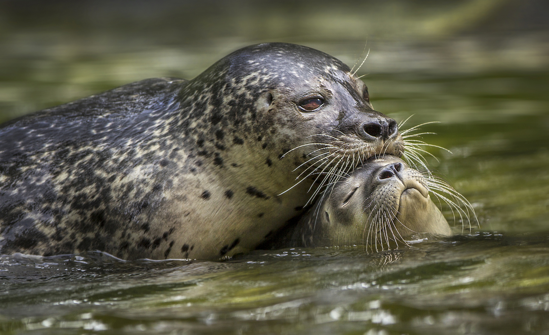 Mutterliebe Foto & Bild natur, tiere Bilder auf