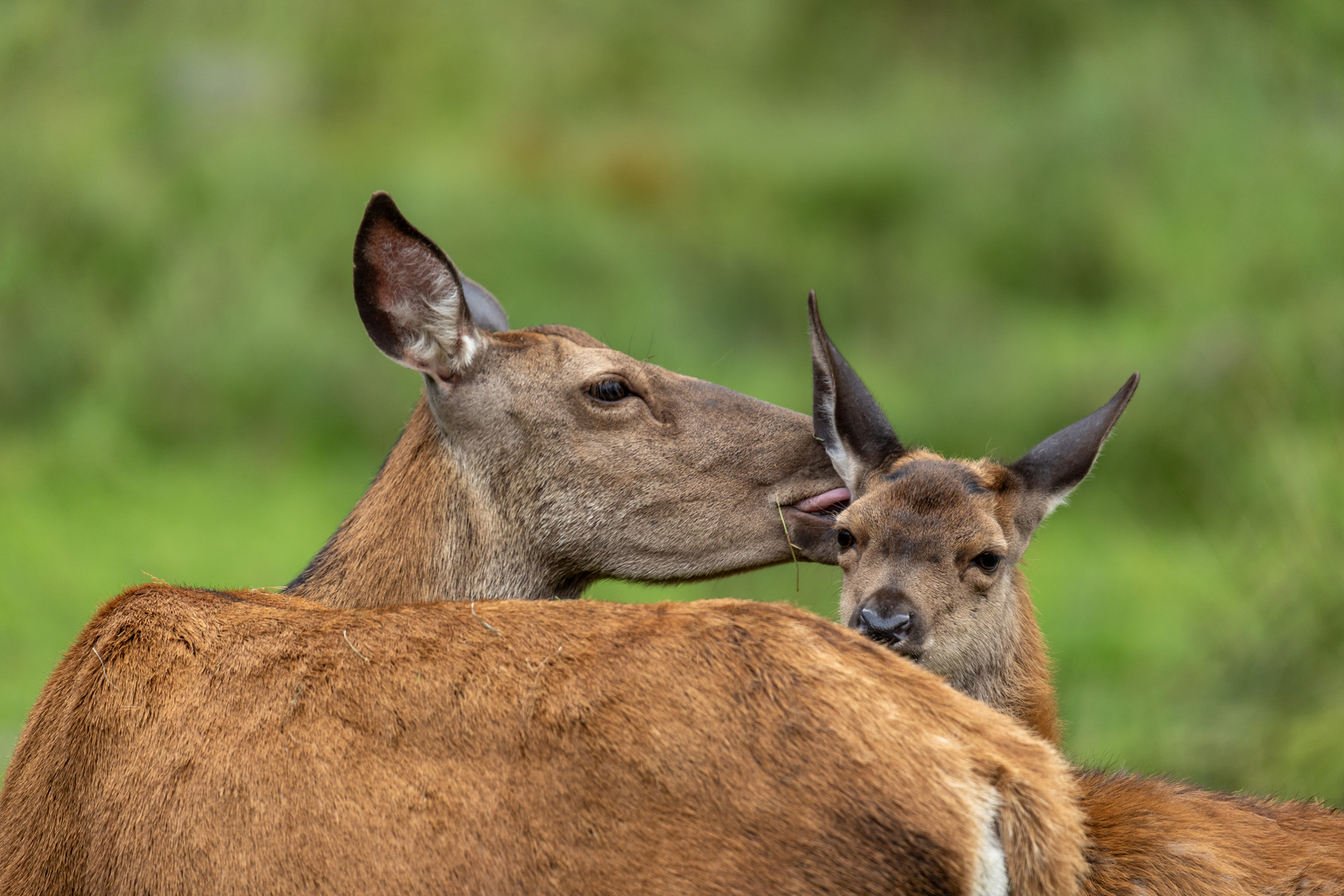 Mutterliebe