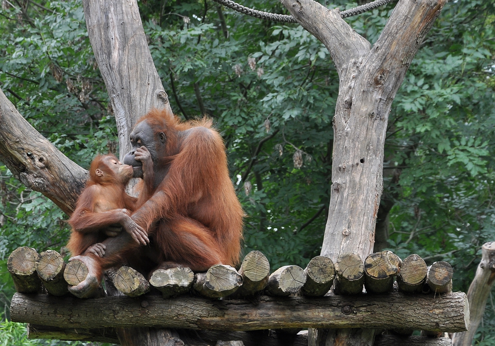 Mutterliebe gibt es auch im Zoo..........