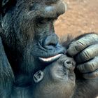 Mutterliebe Gorilla