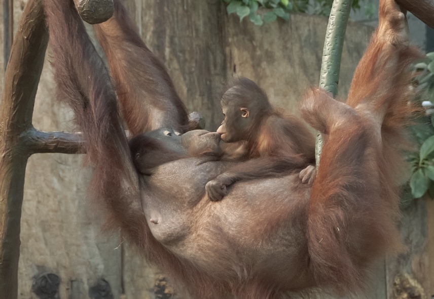 Mutterliebe im Krefelder Zoo1