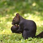 Mutterliebe - Mama mit Baby