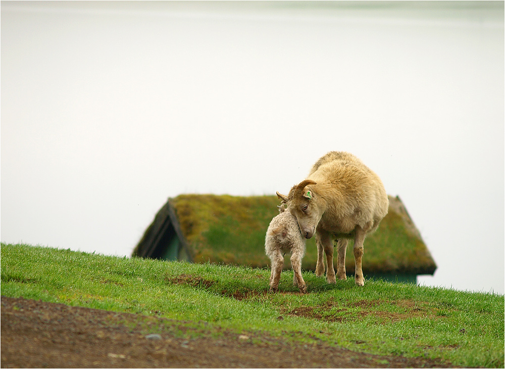 Mutterliebe [Móðurást]