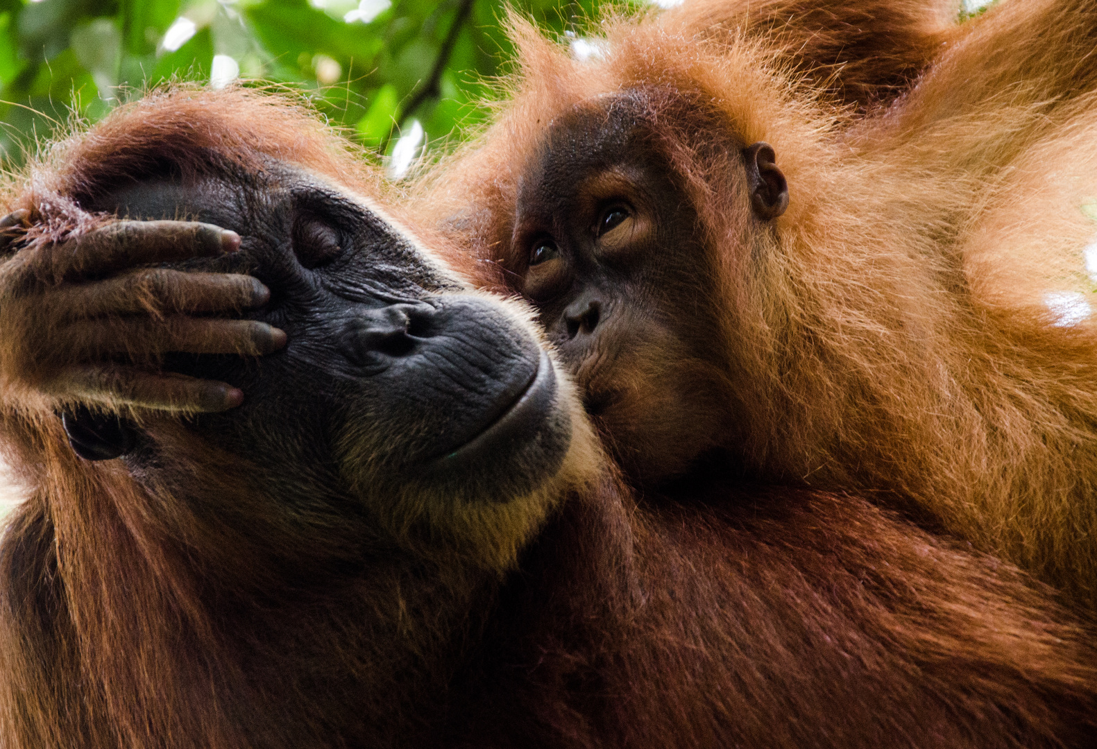 Mutterliebe - Orang-Utan in Sumatra, nahe Bukkit Lawang, freie Wildbahn