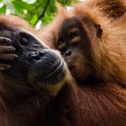 Mutterliebe - Orang-Utan in Sumatra, nahe Bukkit Lawang, freie Wildbahn