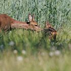 MUTTERLIEBE, Ricke mit Kitz