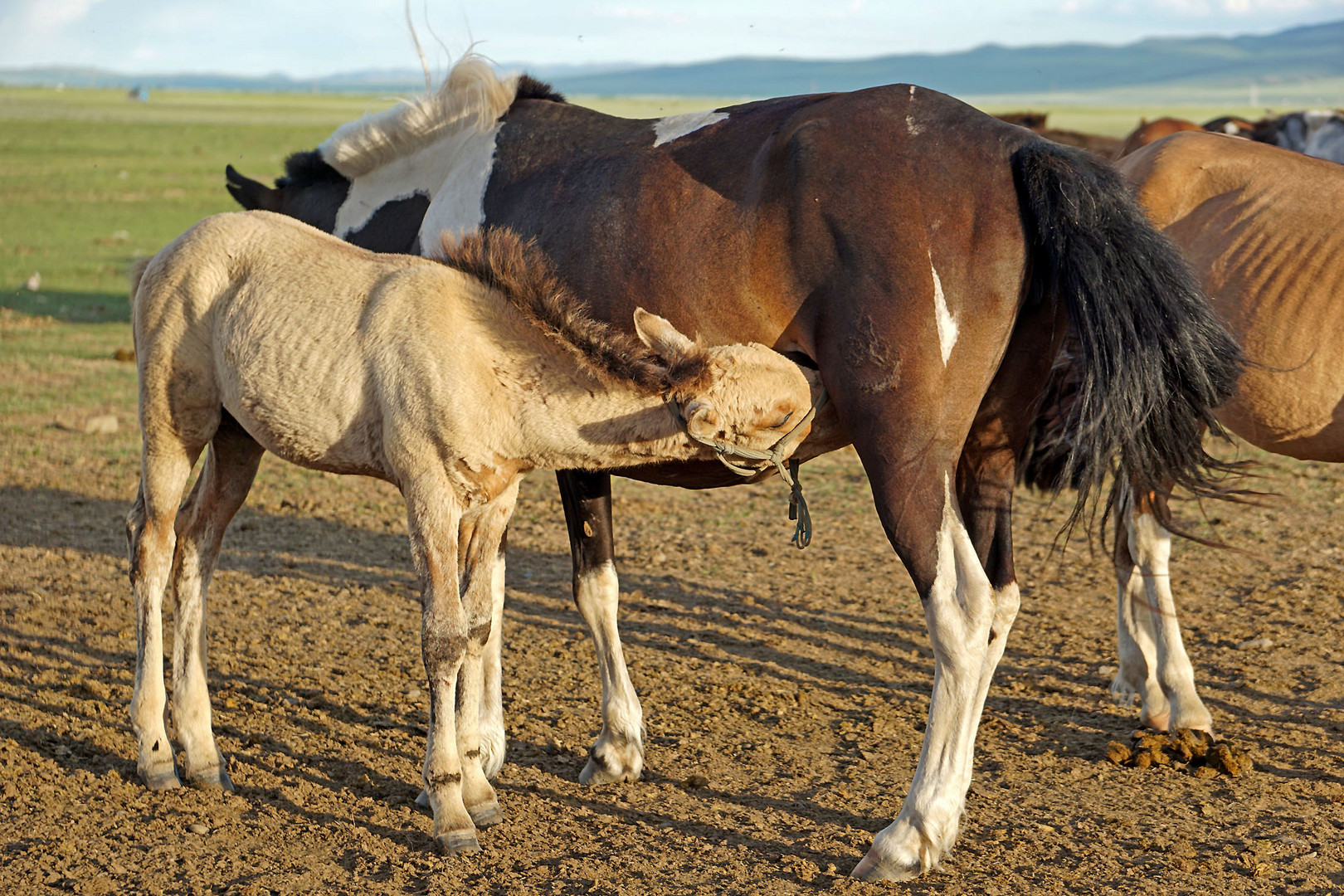 Muttermilch