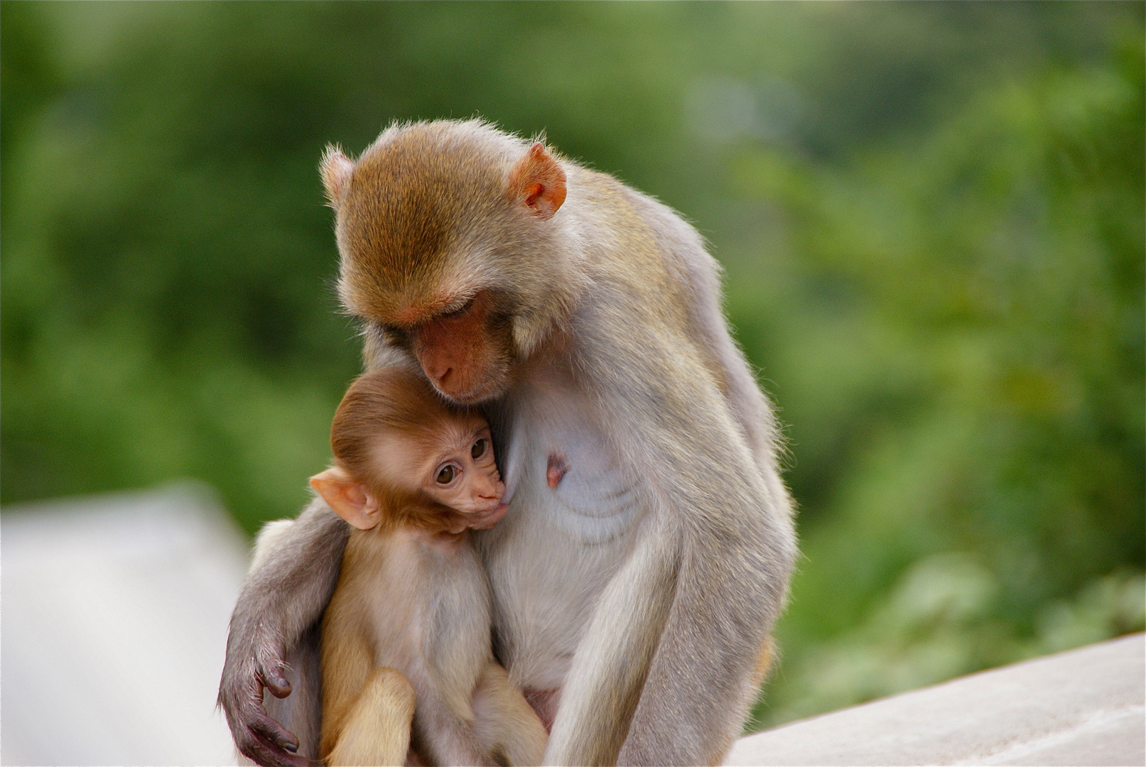 muttermilch, burma 2011