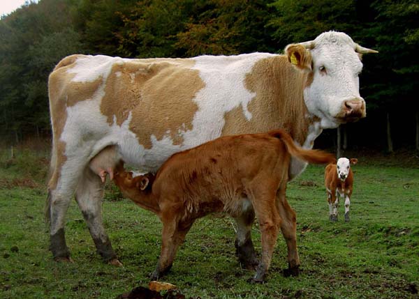 Muttermilch ist immer noch das beste