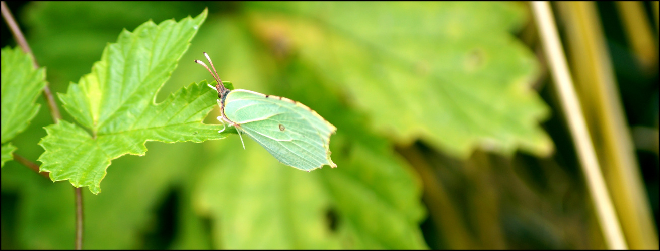 Mutternatur