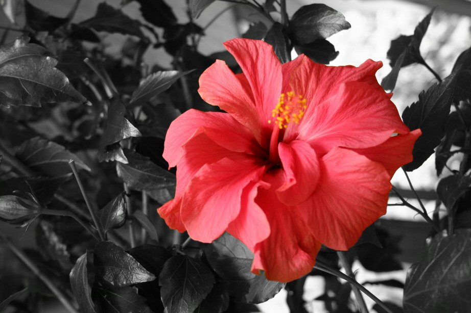 Mutters Hibiscus...