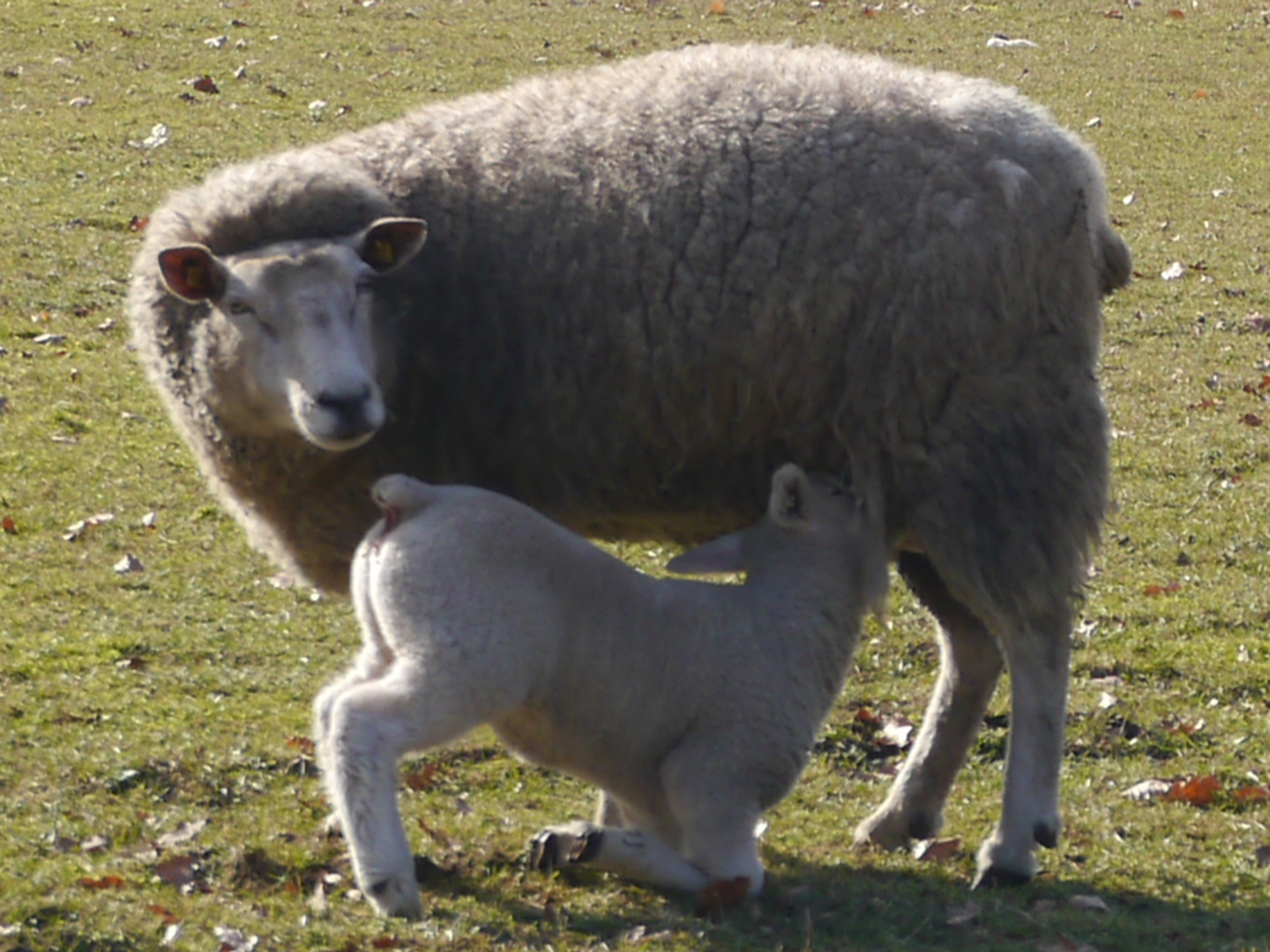 Mutter`s Milch ist die Beste...