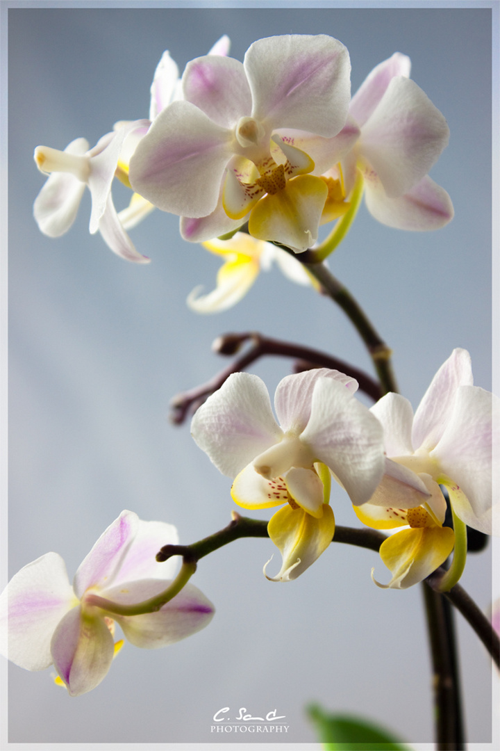 Mutters Orchidee