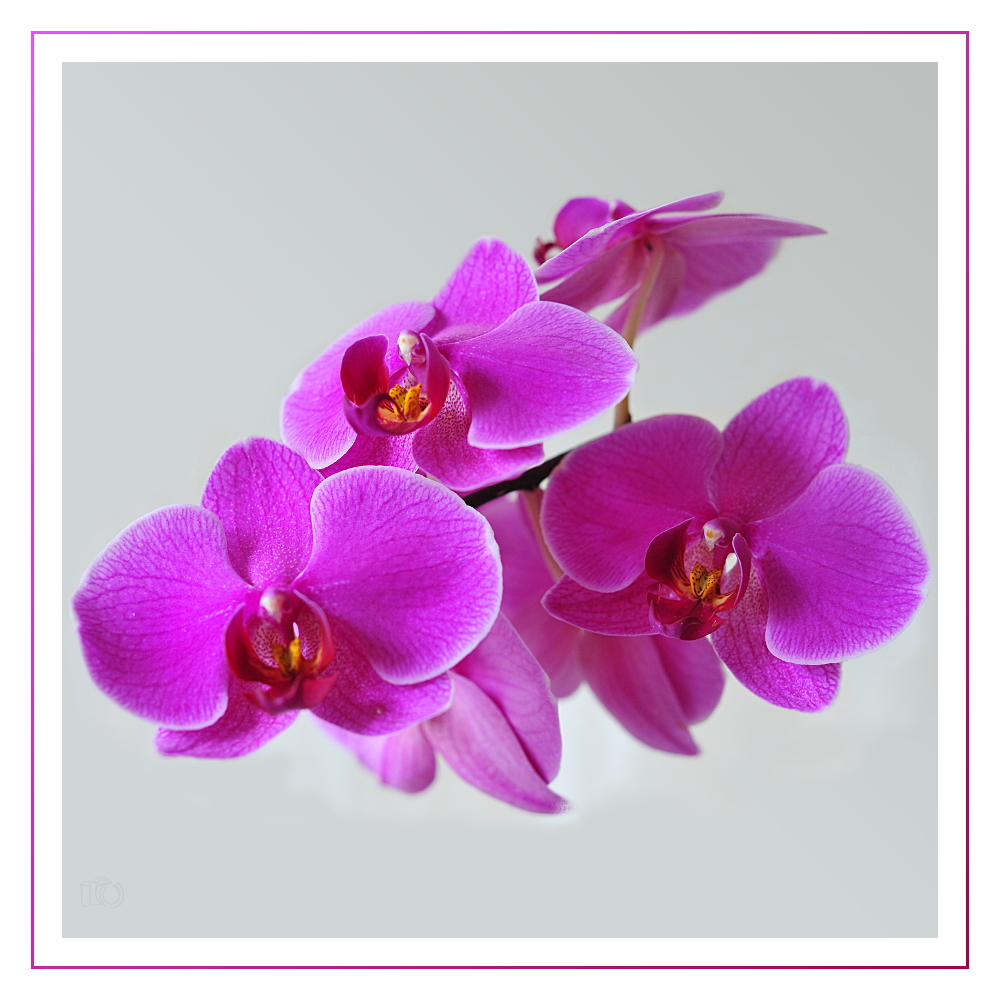 Mutter's Orchideen