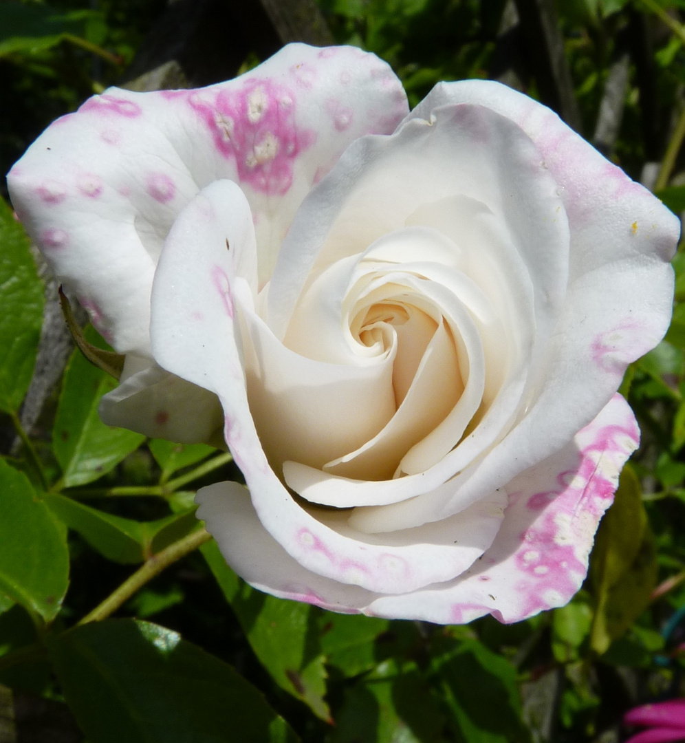 Mutters Rosen im Garten