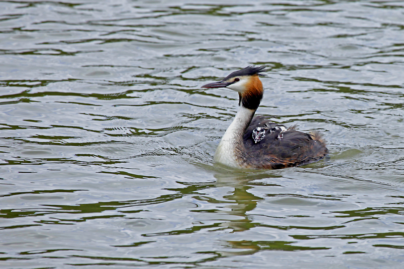 Mutterschiff Foto & Bild wasser, natur, herbst Bilder auf