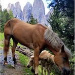 Mutterschutz, Urlaub in den Dolomiten