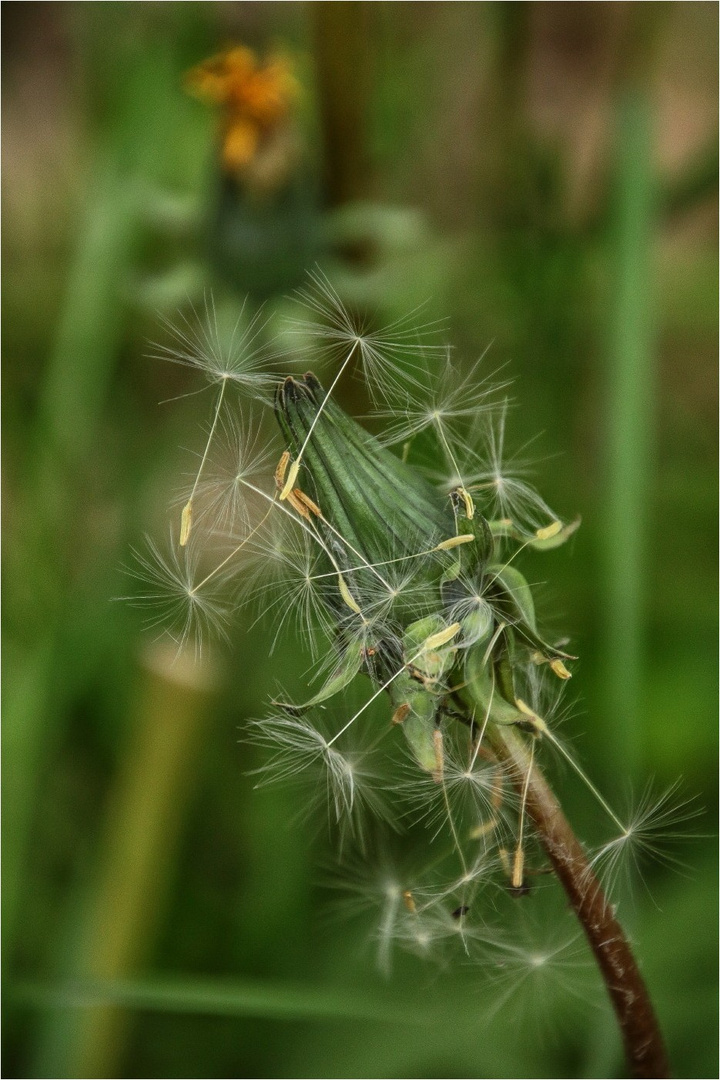 Muttersöhnchen