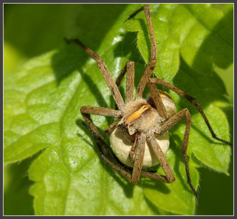 Mutterspinne