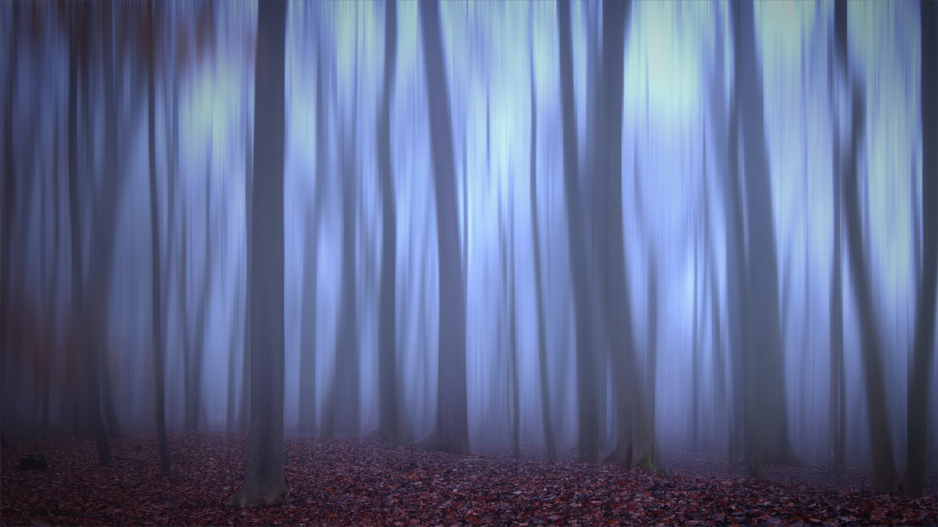 Mutterstädter Wald im Nebel 