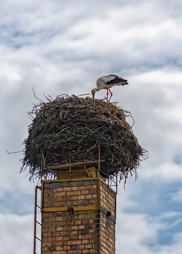 Mutterstorch bei der Hauspflege