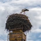 Mutterstorch bei der Hauspflege