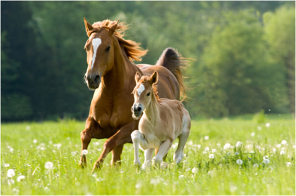 Mutterstute mit Fohlen Foto & Bild | tiere, haustiere, pferde, esel