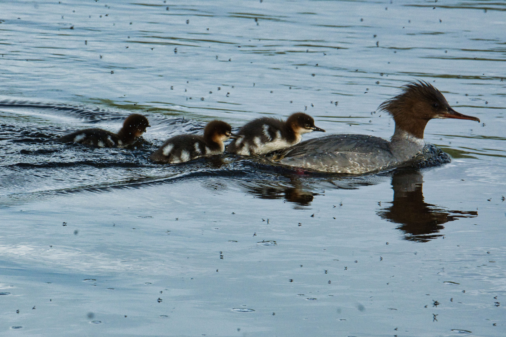 Muttertag bei Familie Gänsesäger