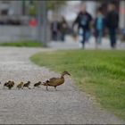 Muttertags - Ausflug ...