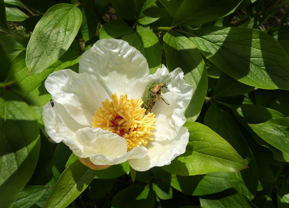 Muttertags-Blümchen mit Glückskäfer