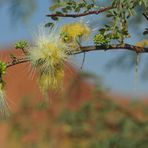 Muttertags Gruesse aus Namibia