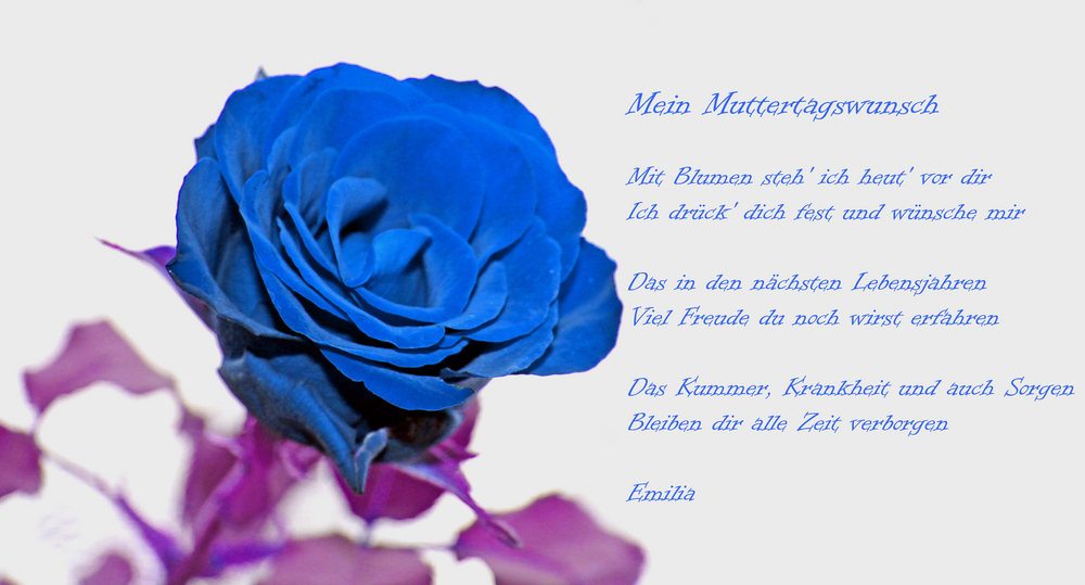 Muttertags Rose