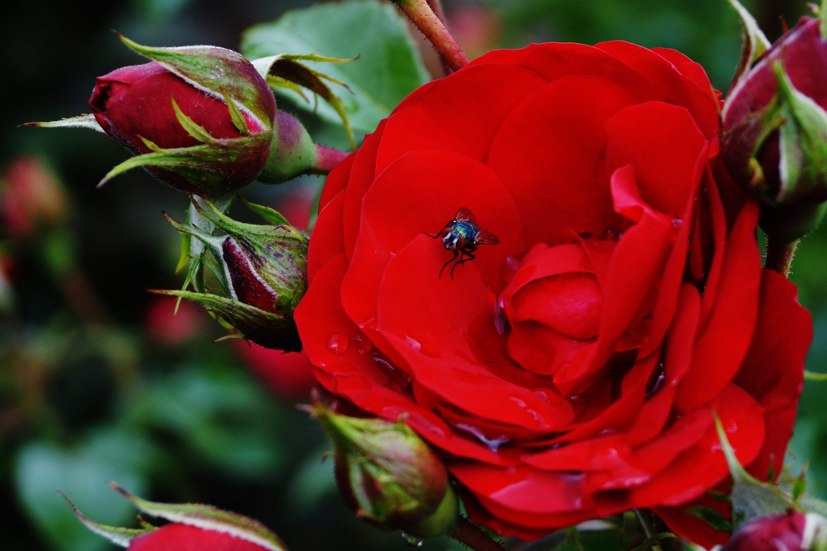 Muttertags-Rose mit Besuch...