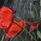 Muttertagsgruß in den Farben der Liebe