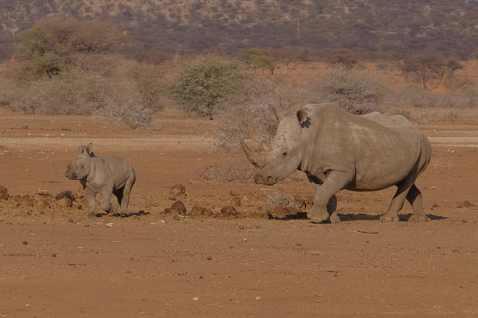 Mutti mit Kind - Breitmaulnashorn