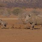 Mutti mit Kind - Breitmaulnashorn