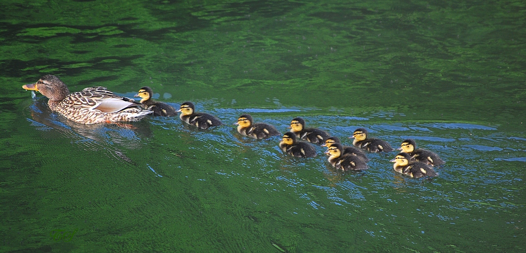 Mutti schwimmt voran