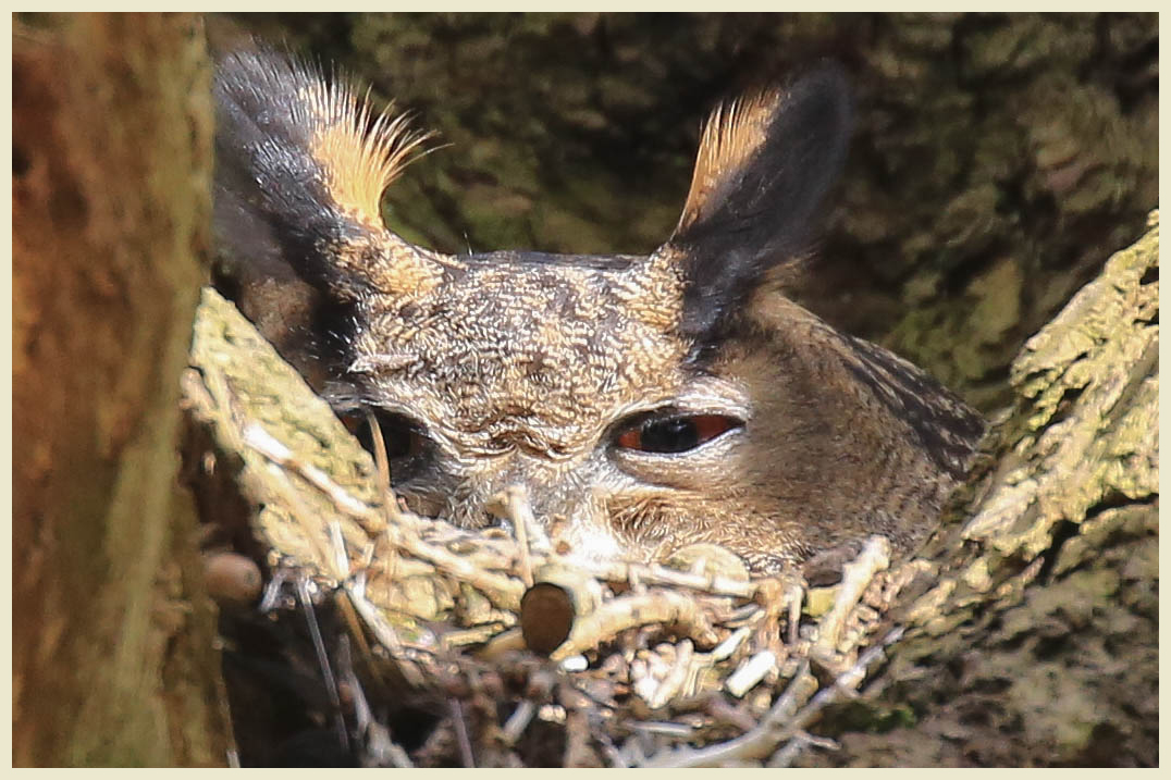 Mutti Uhu im Nest beim Brüten