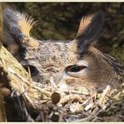 Mutti Uhu im Nest beim Brüten