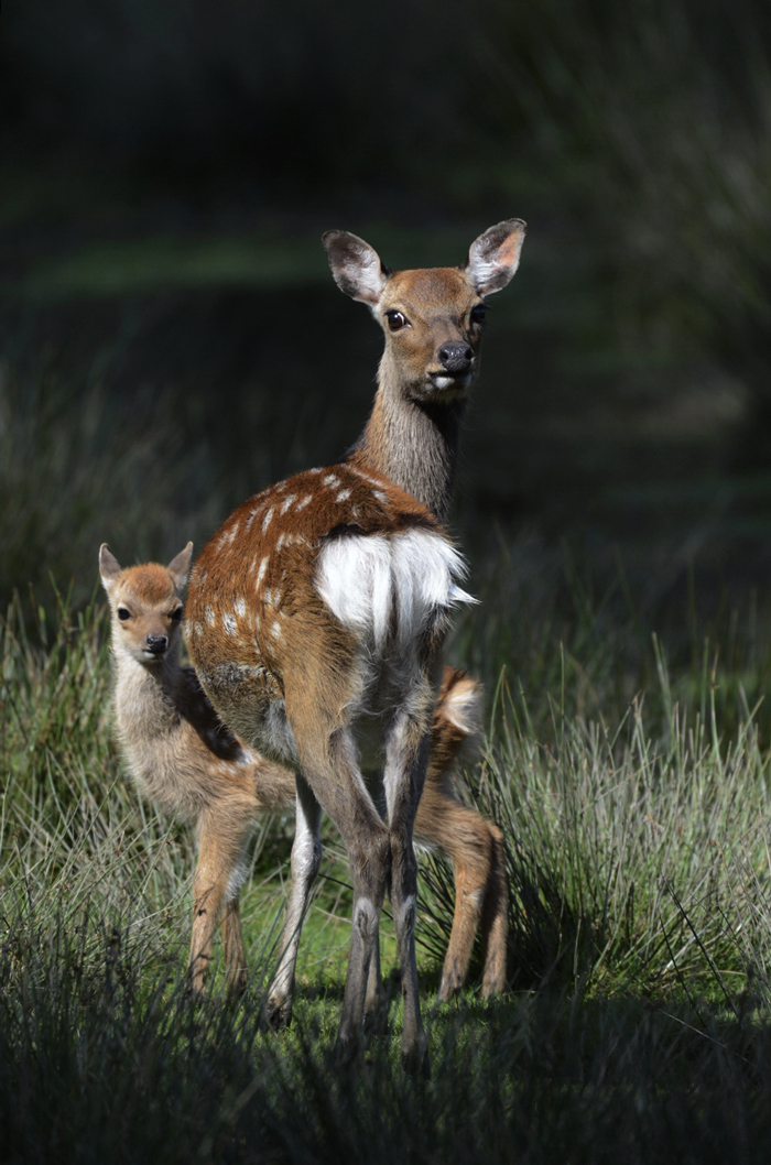 Mutti und Bambi